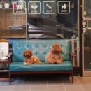 깐쵸네 애견서비스 이미지