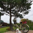 봄이네 애견 이미지