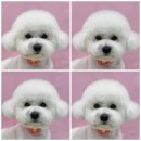 MUNG MOO 이미지