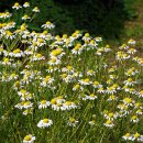 저먼캐모마일(German Chamomile) 이미지