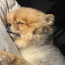 도리도리 이미지