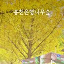 (주)은행나무 | 홍천은행나무숲 10월 마지막주 다녀온 후기