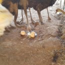 한길3농장 이미지