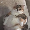 비만고양이 Daum카페