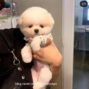 바닐라 애견샵 이미지