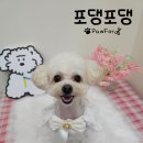 참좋은애견미용실 이미지