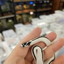 파충류샵 렙타일스테이션 이미지