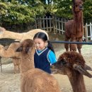 칠곡 가산수피아 핑크뮬리도 공룡도 보고왔어요 !