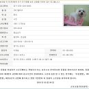 9월 7일, 9월 12일, 9월 15일 안락사 될 아이들입니다.. 똑같은 애견샵출신 아이들입니다..ㅠㅠ 이미지