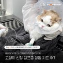 신장동물병원 | 고양이 신장 림프종 항암 치료 후기, 잠실송파동물병원, 잠실ON동물의료센터