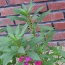 야로시장 이미지