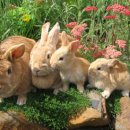 토끼분식 이미지