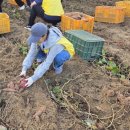 경기도북부장애인복지종합지원센터(북부누림센터) | 장애청소년과 함께하는 고구마 체험 봉사자 후기 | 고양시장애인종합복지관