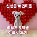 신창동 애견미용 말티즈 5개월 아가, 짧은 여름 미용 후기