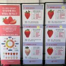 사갑1길 | 충주 실내 딸기체험장 아론딸기 체험비 l 딸기가격 l 근처 자유시장 만두 포장