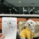 오시록 | [애견동반 제주여행] 구름이랑 제주여행 🍊🐶