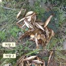 승안천 이미지