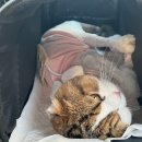 야옹아놀자 마곡점 이미지