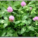 늘 좋은생각 이미지