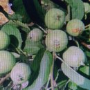 김종구농장 이미지