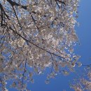 단월강수욕장 화장실(북측) | 충주 단월강수욕장 벚꽃길, 나만 알고 싶은 차박과 꽃구경 인생 스팟 후기