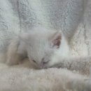 도그마루 강아지고양이 목동점 이미지