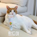 락헤어 | 고양이 헤어볼 케어 고민 끝 팡드미 락사톤 급여 후기