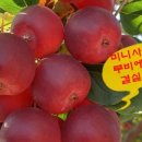 에스포트주