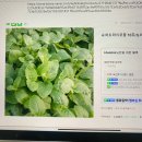 보라키친 이미지