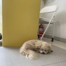 땡큐 베리 도그 이미지