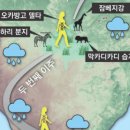 남부칼라 이미지