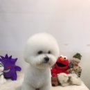 빗과가위소리 이미지