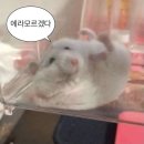 E하우스모텔 | 버거로운 에버생활 5월🍔🎡 / 에버랜드 캐스트 후기🎠