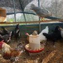 초원농장 이미지