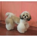 라미펫살롱 이미지