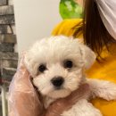 제주 애견 아가야 이미지