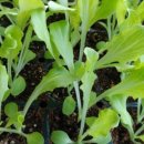 수정종묘농약사 이미지