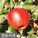 창세기 2 장17절~선악을 알게하는 나무의 실과는 먹지 말라 네가 먹는 날에는 정녕 죽으리라 하시니라. 이미지