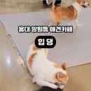 힙댕 네이버블로그