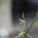 제주 상효동 한란자생지 | [제주의 들꽃] 추운 겨울철 꽃 펴서 한란(寒蘭)..한란(제주한란)