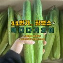 11번가 | 11번가 팜보스_백다다기오이 구매 후기(26.04.14)