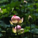 연꽃이야기