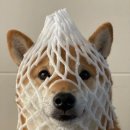 멍멍냐옹 이미지