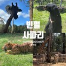 6월 우기 베트남 푸꾸옥 여행 아이와 빈펄사파리 빈원더스 꿀팁 후기
