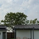 대학애견용품 | 전북 김제 애견동반 독채펜션 스테이노네 후기 | 진돗개 깜순이와 함께 1박 2일 촌캉스