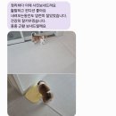 리틀파우스 이미지