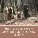 경산의 삽살개육종연구소 | 삽살개 우리 민족의 수호견! 잊혀진 토종견에서 천연기념물이 되기까지