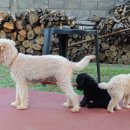 푸들민박 이미지