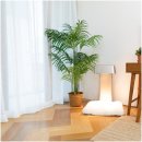 레이 펫 이미지