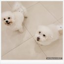 뽀송뽀송애견놀이방 | 일산애견호텔 맘바이 일산점 안심하고 맡긴 후기